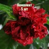 Комплект 5шт / Гибискус махровый Гамбург: фото и описание