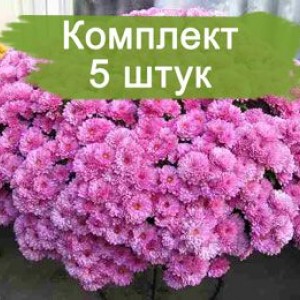 Комплект 5шт / Хризантема Белго Лилак (Мультифлора/Сиреневая) (Предзаказ)