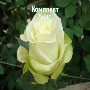 Комплект 5шт / Роза Хай энд Пис (чайно-гибридная)