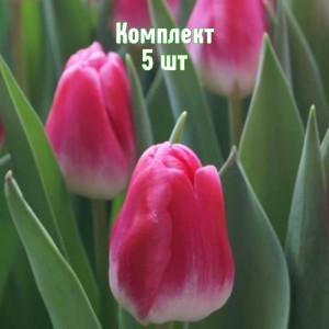 Комплект 5шт / Тюльпан Пинк Стоун