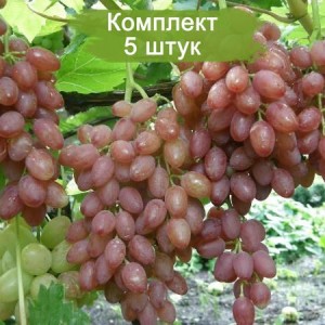 Комплект 5шт / Виноград Катавба - Кишмиш (Поздний/Розовый) (Предзаказ)