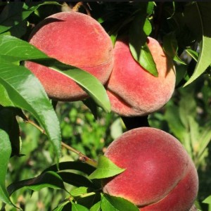 Персик Стартовый